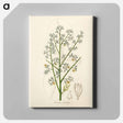アートパネル-Mahogany Illustration
 - 薬用植物学 Canvas.