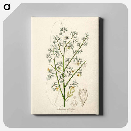 アートパネル-Mahogany Illustration
 - 薬用植物学 Canvas.