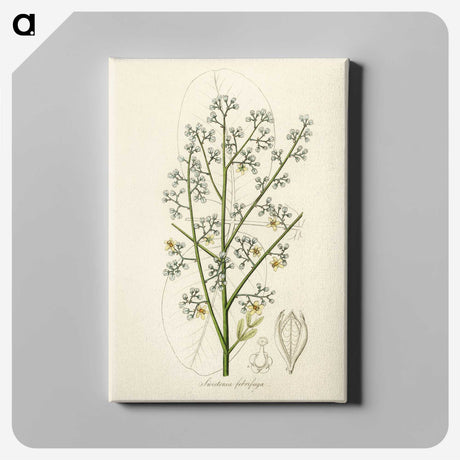 2-28_Medical-Botany_canvas