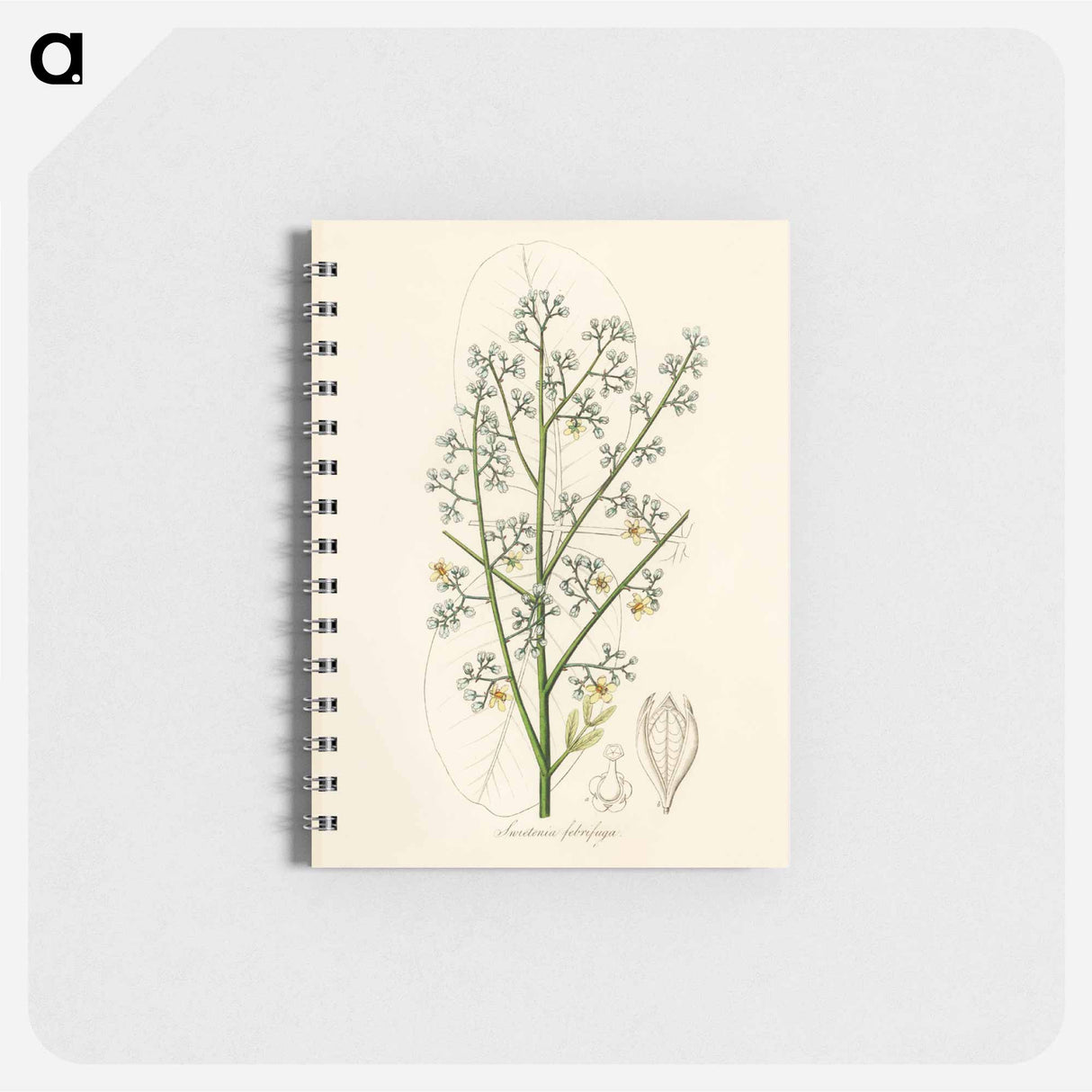 アートメモ帳-Mahogany Illustration
 - 薬用植物学 Memo.
