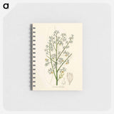 アートメモ帳-Mahogany Illustration
 - 薬用植物学 Memo.