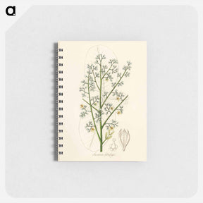 アートメモ帳-Mahogany Illustration
 - 薬用植物学 Memo.