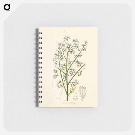 アートメモ帳-Mahogany Illustration
 - 薬用植物学 Memo.