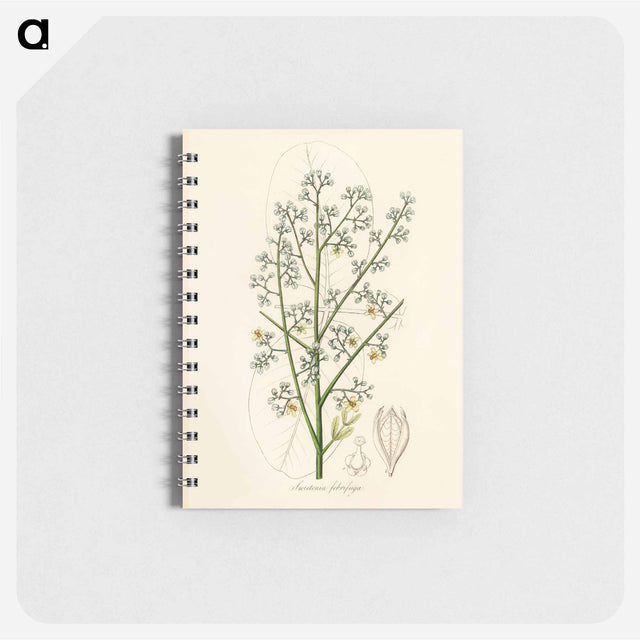 アートメモ帳-Mahogany Illustration
 - 薬用植物学 Memo.