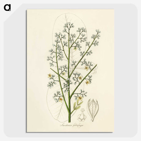 2-28_Medical-Botany_picture-crop