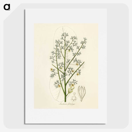 2-28_Medical-Botany_picture
