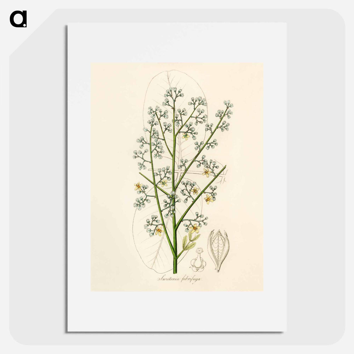アートポスター-Mahogany Illustration
 - 薬用植物学 Poster.