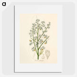アートポスター-Mahogany Illustration
 - 薬用植物学 Poster.