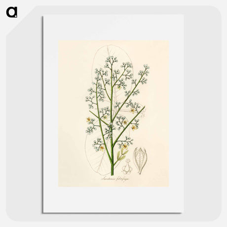 アートポスター-Mahogany Illustration
 - 薬用植物学 Poster.