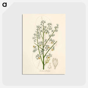 アートポストカード-Mahogany Illustration
 - 薬用植物学 Postcard.