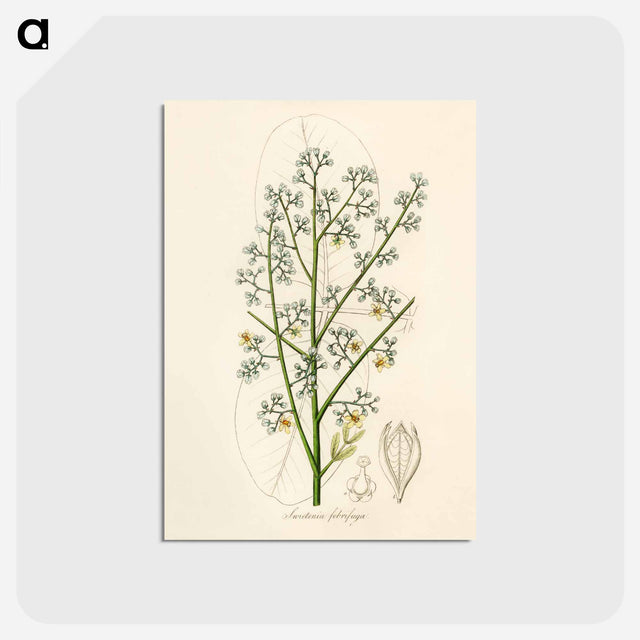 アートポストカード-Mahogany Illustration
 - 薬用植物学 Postcard.