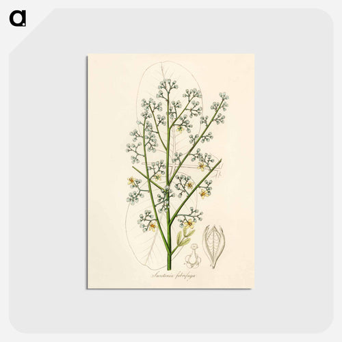 Mahogany Illustration
 - Medicinal Botany Postcard.
