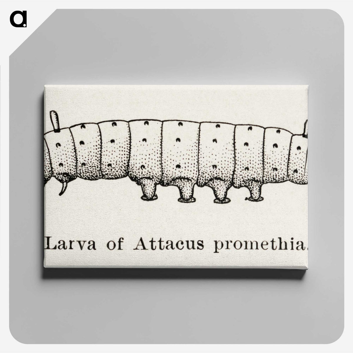2-28_Moths-and-Butterflies-of-the-United-States_canvas