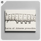 2-28_Moths-and-Butterflies-of-the-United-States_canvas