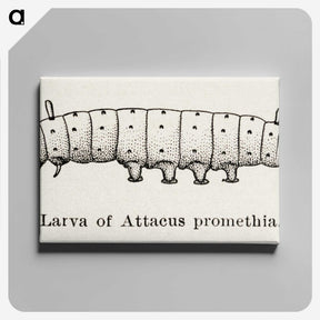 2-28_Moths-and-Butterflies-of-the-United-States_canvas