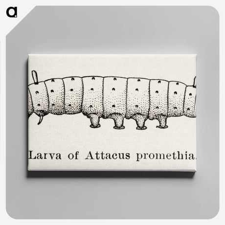 2-28_Moths-and-Butterflies-of-the-United-States_canvas