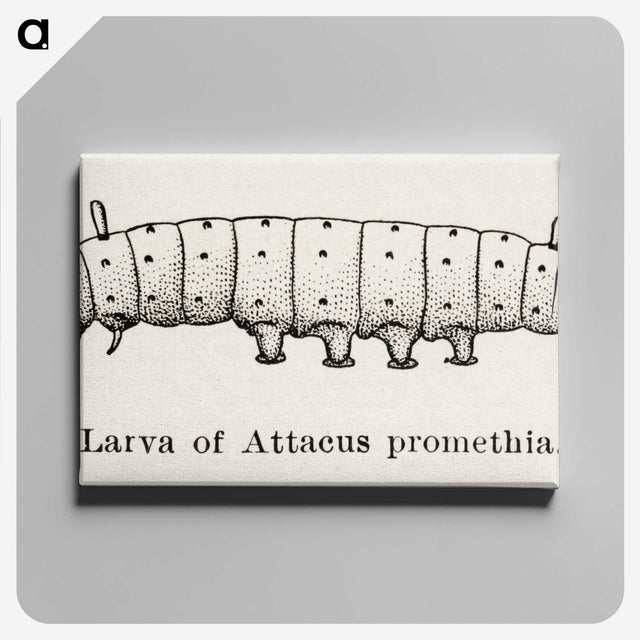 2-28_Moths-and-Butterflies-of-the-United-States_canvas