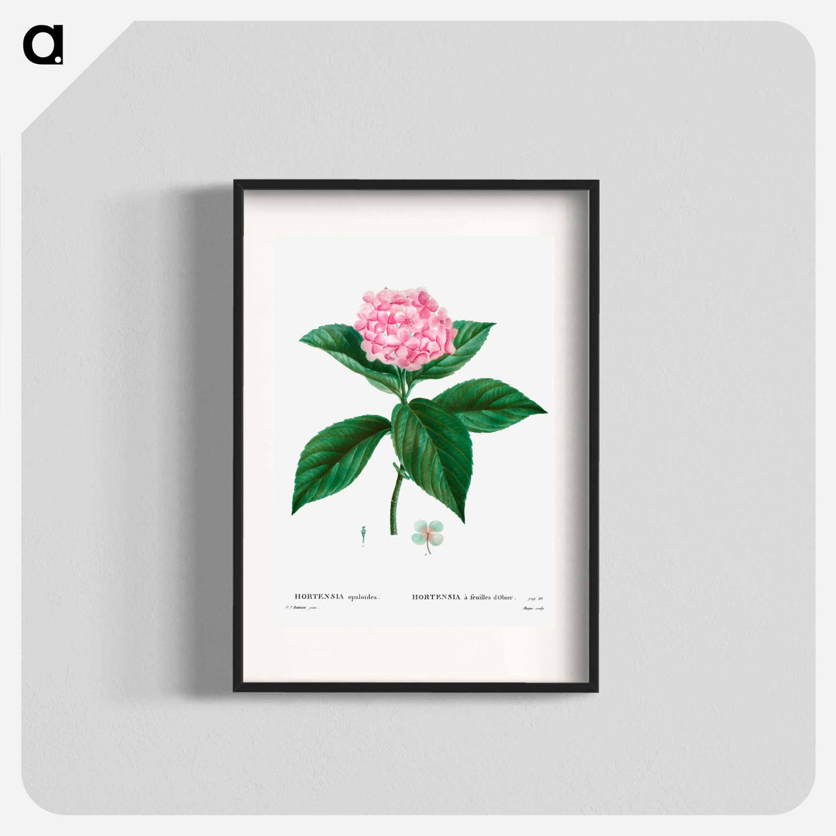 French hydrangea - Pierre Joseph Redouté Poster.
