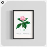 French hydrangea - Pierre Joseph Redouté Poster.