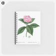 2-28_Pierre-Joseph-Redoute_memo