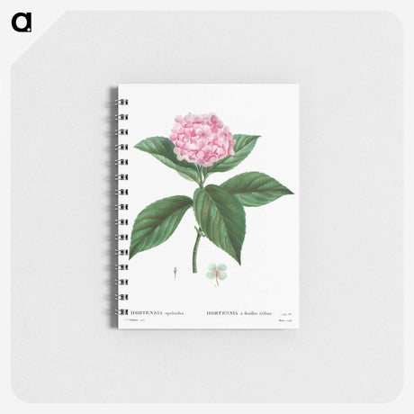 2-28_Pierre-Joseph-Redoute_memo