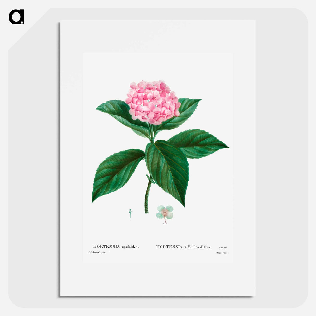 French hydrangea - Pierre Joseph Redouté Poster.