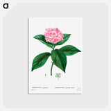 アートポストカード-French hydrangea - ピエール ジョゼフ ルドゥーテ Postcard.