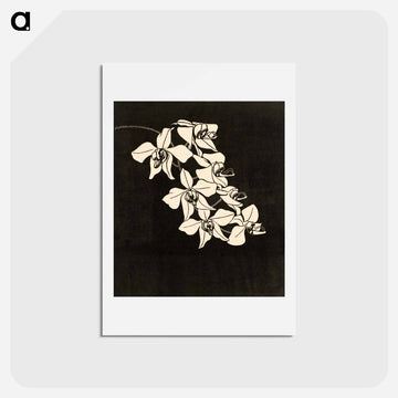 Orchid Flower
 - サミュエル ジェスルン Postcard.