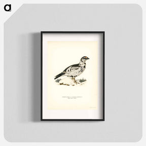 アートポスター-Black Grouse and Willow Ptarmigan Hybrid
 - スヴェンスカ フォグラル Poster.