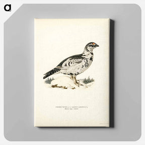 アートパネル-Black Grouse and Willow Ptarmigan Hybrid
 - スヴェンスカ フォグラル Canvas.