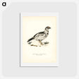 アートポストカード-Black Grouse and Willow Ptarmigan Hybrid
 - スヴェンスカ フォグラル Postcard.