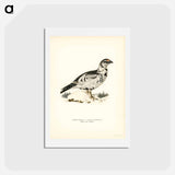 アートポストカード-Black Grouse and Willow Ptarmigan Hybrid
 - スヴェンスカ フォグラル Postcard.