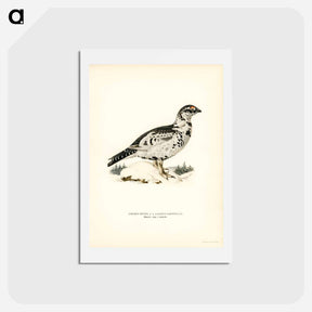 アートポストカード-Black Grouse and Willow Ptarmigan Hybrid
 - スヴェンスカ フォグラル Postcard.