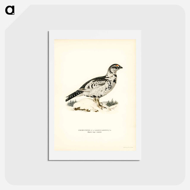 アートポストカード-Black Grouse and Willow Ptarmigan Hybrid
 - スヴェンスカ フォグラル Postcard.