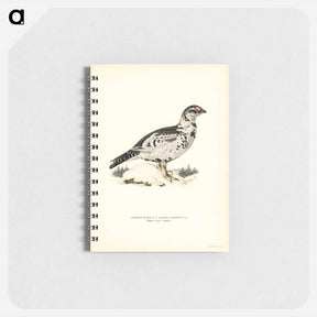アートメモ帳-Black Grouse and Willow Ptarmigan Hybrid
 - スヴェンスカ フォグラル Memo.