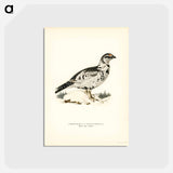 アートポストカード-Black Grouse and Willow Ptarmigan Hybrid
 - スヴェンスカ フォグラル Postcard.