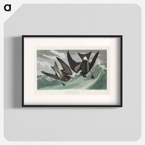 アートポスター-Fork-tailed Petrel from Birds of America
 - アメリカの鳥たち Poster.