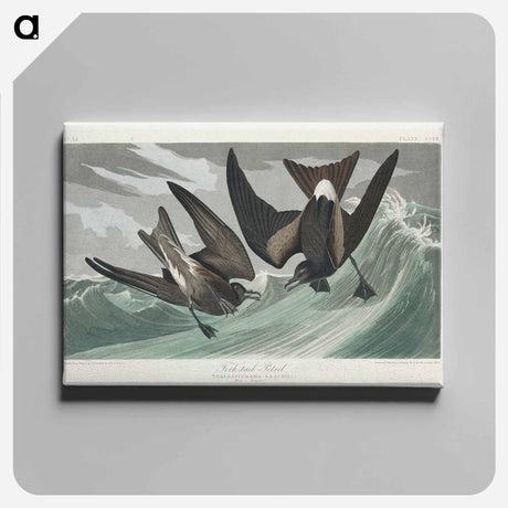 アートパネル-Fork-tailed Petrel from Birds of America
 - アメリカの鳥たち Canvas.