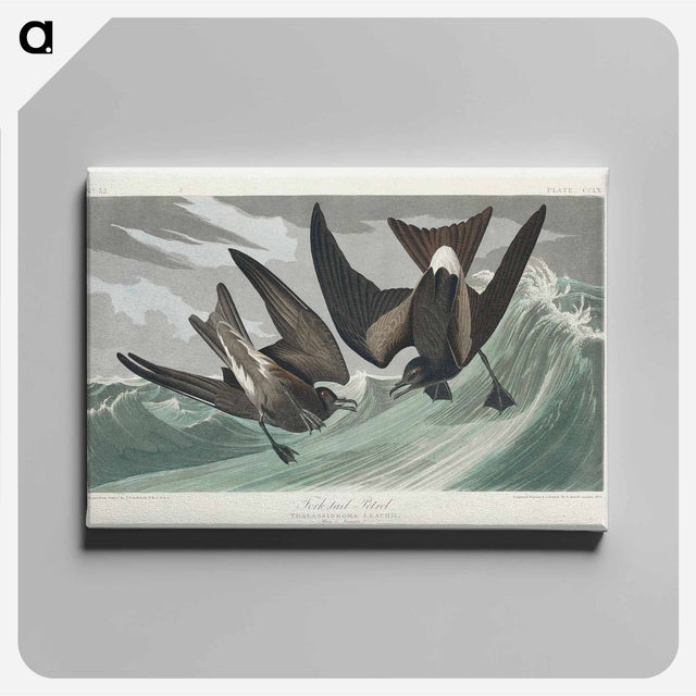 アートパネル-Fork-tailed Petrel from Birds of America
 - アメリカの鳥たち Canvas.