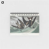 アートメモ帳-Fork-tailed Petrel from Birds of America
 - アメリカの鳥たち Memo.