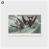 アートポストカード-Fork-tailed Petrel from Birds of America
 - アメリカの鳥たち Postcard.