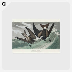 アートポストカード-Fork-tailed Petrel from Birds of America
 - アメリカの鳥たち Postcard.