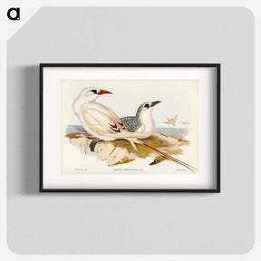 アートポスター-Red-tailed Tropic Bird
 - オーストラリアの鳥 Poster.