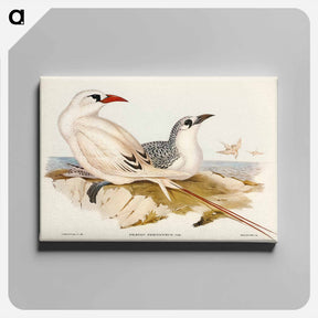 アートパネル-Red-tailed Tropic Bird
 - オーストラリアの鳥 Canvas.