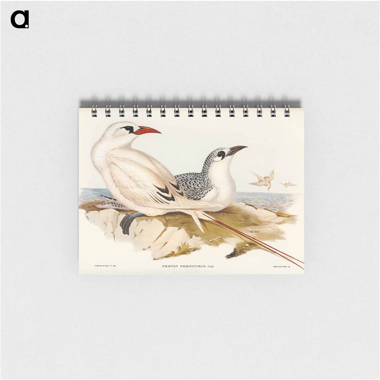 アートメモ帳-Red-tailed Tropic Bird
 - オーストラリアの鳥 Memo.