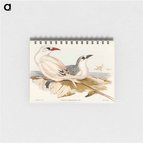 アートメモ帳-Red-tailed Tropic Bird
 - オーストラリアの鳥 Memo.