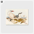 アートポストカード-Red-tailed Tropic Bird
 - オーストラリアの鳥 Postcard.