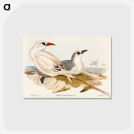 アートポストカード-Red-tailed Tropic Bird
 - オーストラリアの鳥 Postcard.