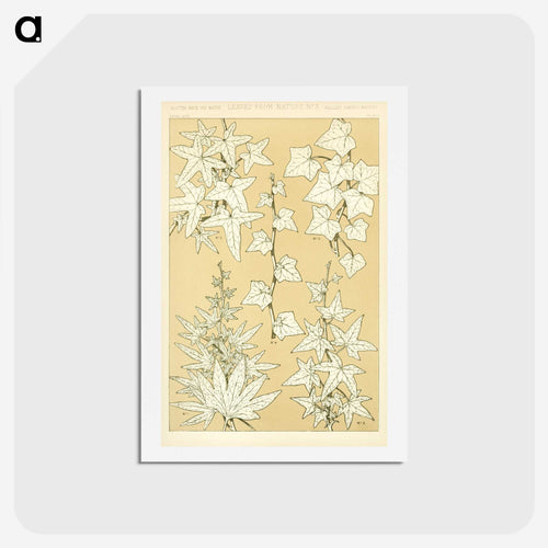 19世紀の装飾 - 装飾の文法 Postcard.