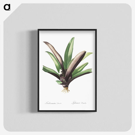 2-28_The-Lilies_blk-crop